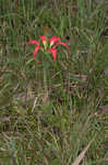 Pine lily